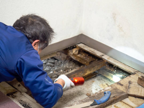Best Crawl Space Mold Removal  in Dranesville, VA