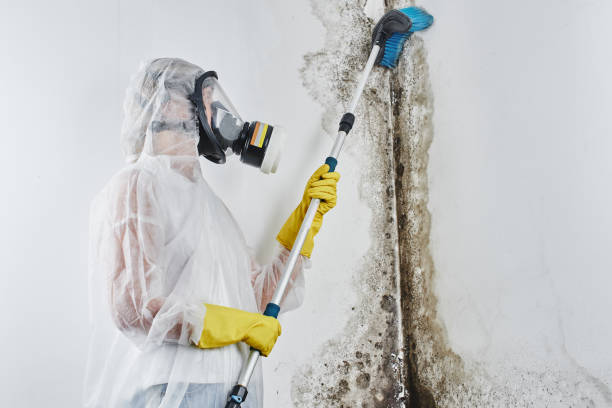 Best Professional Mold Removal  in Dranesville, VA