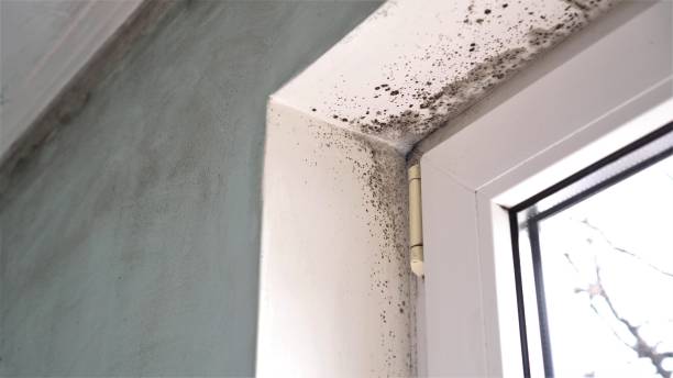 Best Best Mold Removal Companies  in Dranesville, VA