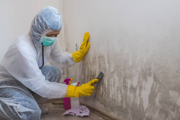 Home Mold Removal in Dranesville, VA