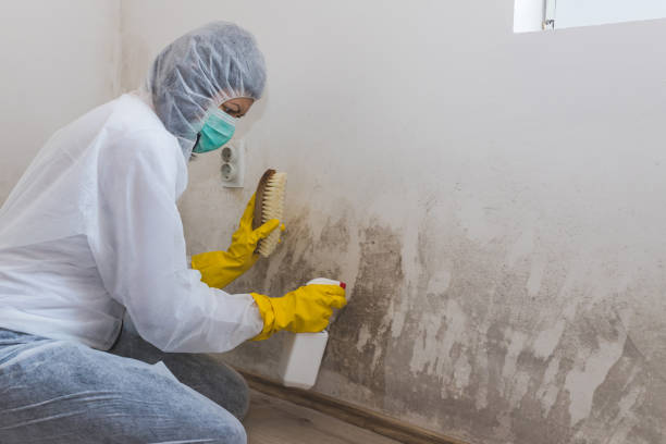 Attic Mold Removal in Dranesville, VA