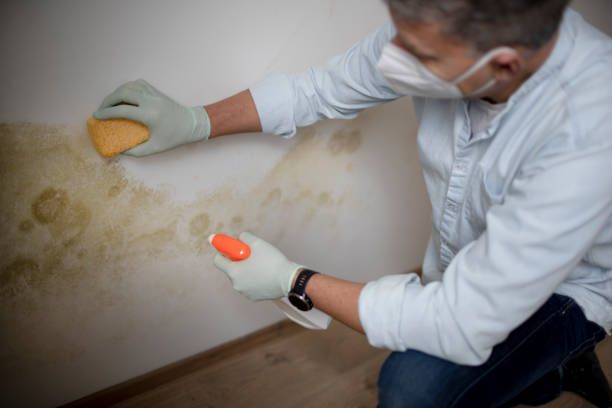 Best Mold Remediation  in Dranesville, VA