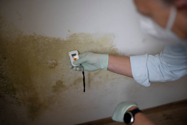 Best Mold Removal Company Near Me  in Dranesville, VA