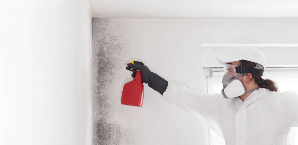 Best Emergency Mold Removal  in Dranesville, VA