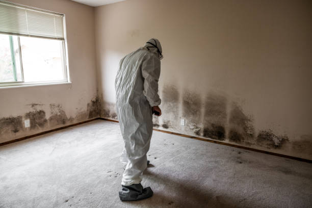 Best Mold Removal Company Near Me  in Dranesville, VA