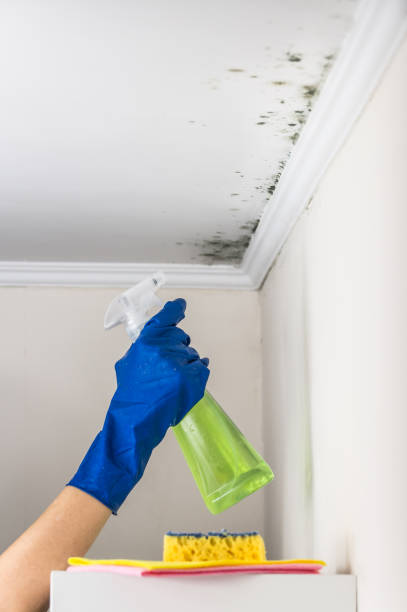Best Home Mold Removal  in Dranesville, VA