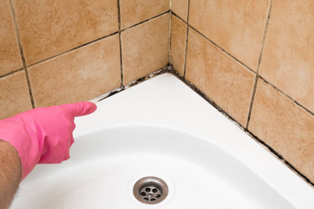 Professional Mold Removal in Dranesville, VA
